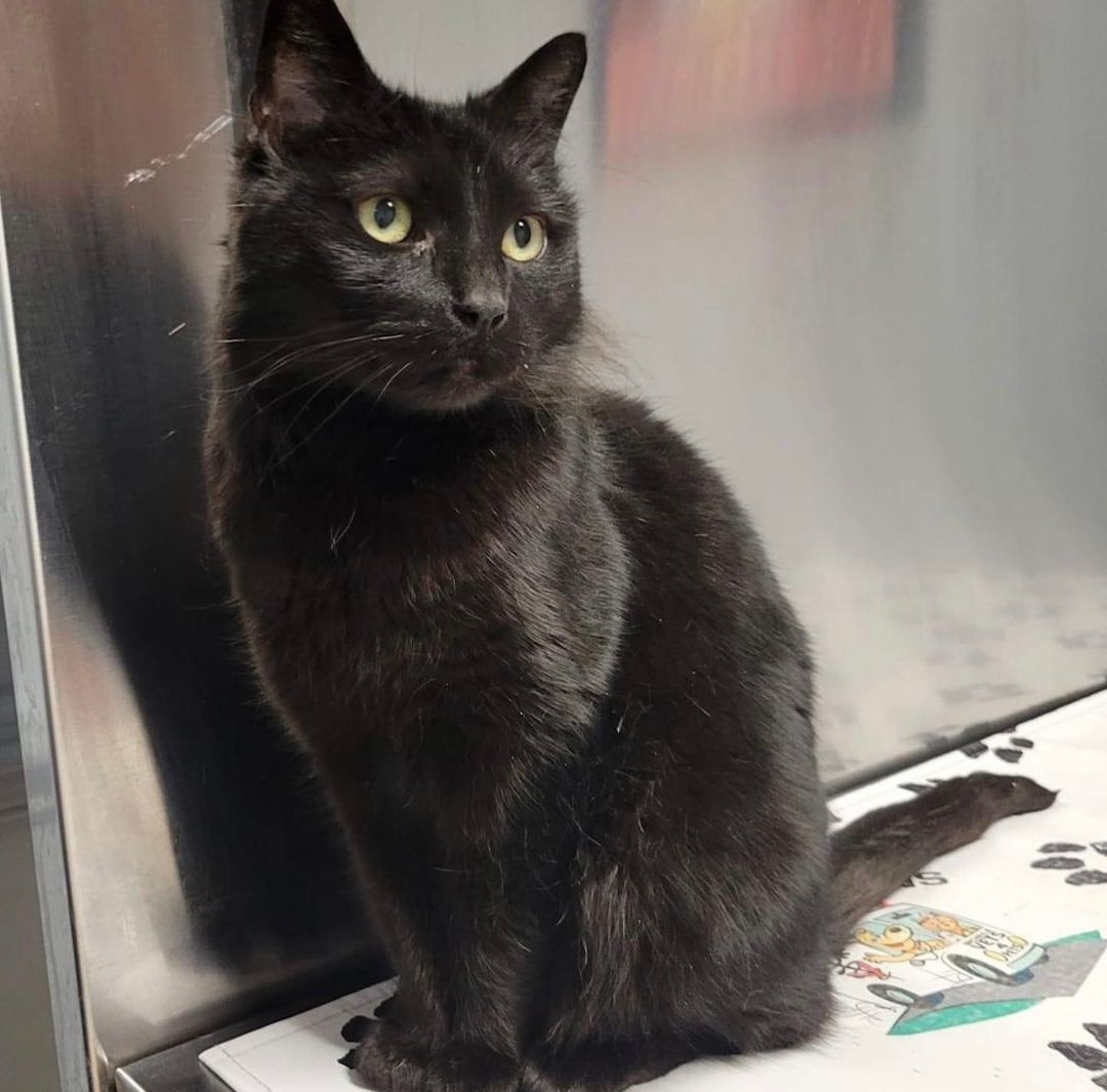 Maddie, a Adoptable Domestic Medium Hair in Voorhees, NJ image 2/8