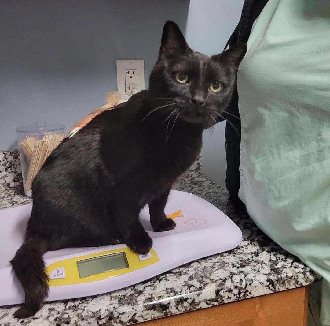 Maddie, a Adoptable Domestic Medium Hair in Voorhees, NJ image 3/8