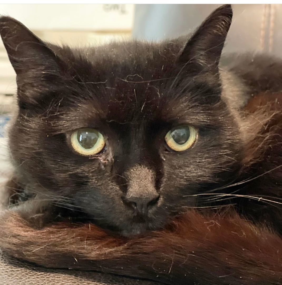 Maddie, a Adoptable Domestic Medium Hair in Voorhees, NJ image 4/8