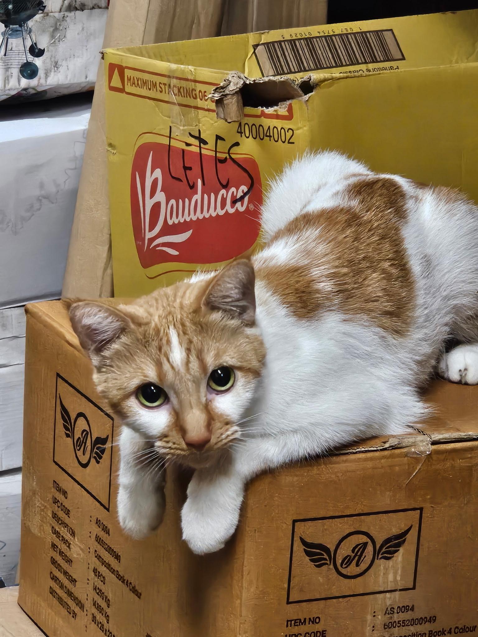 Enlarge Sunshine, a Adoptable American Shorthair in Brooklyn, NY image 1/1