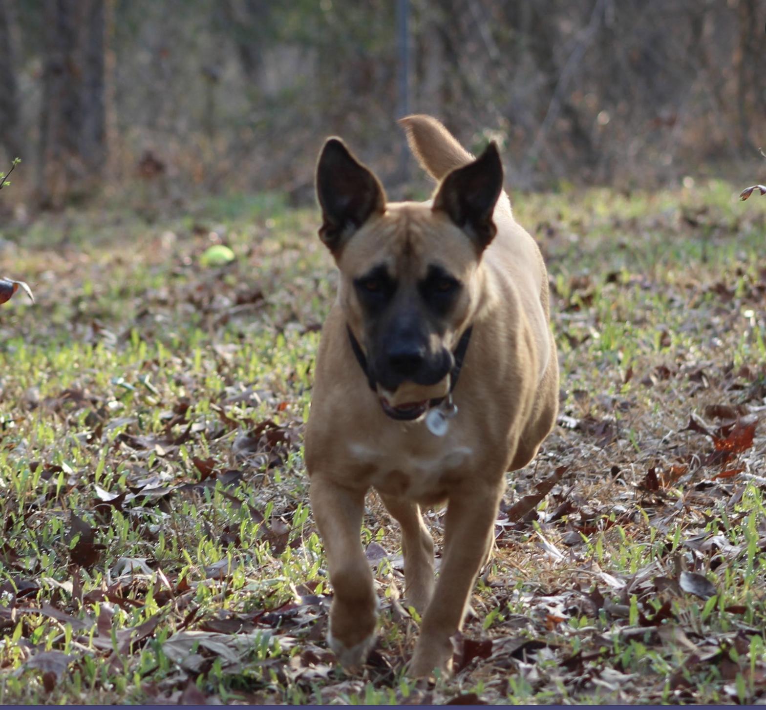 Enlarge Honeybee, a ADOPTABLE mixed breed in Jxn, MS image 2/5