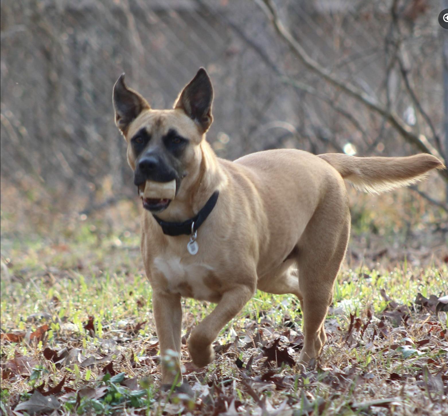 Enlarge Honeybee, a ADOPTABLE mixed breed in Jxn, MS image 1/5