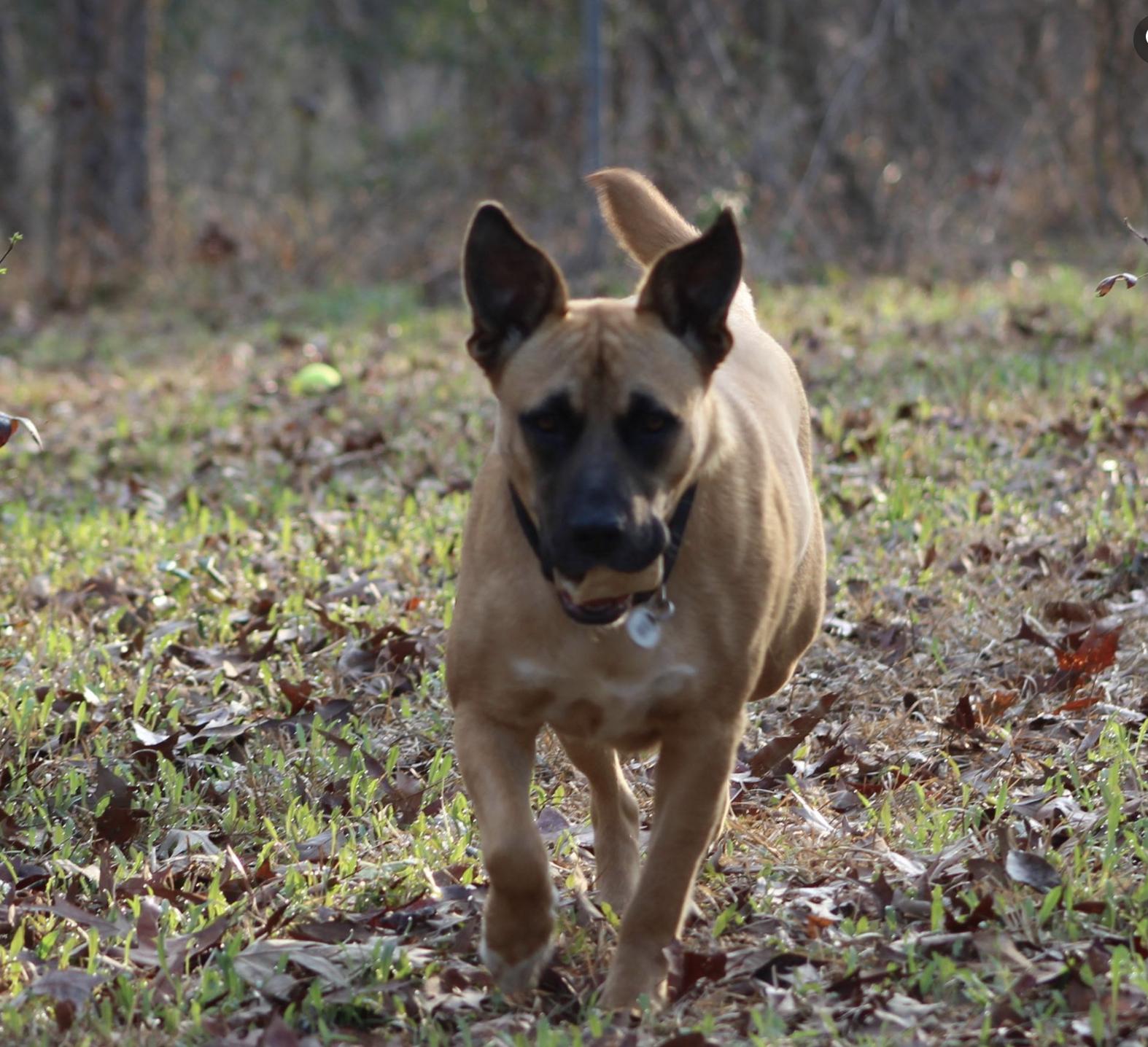 Enlarge Honeybee, a ADOPTABLE mixed breed in Jxn, MS image 3/5