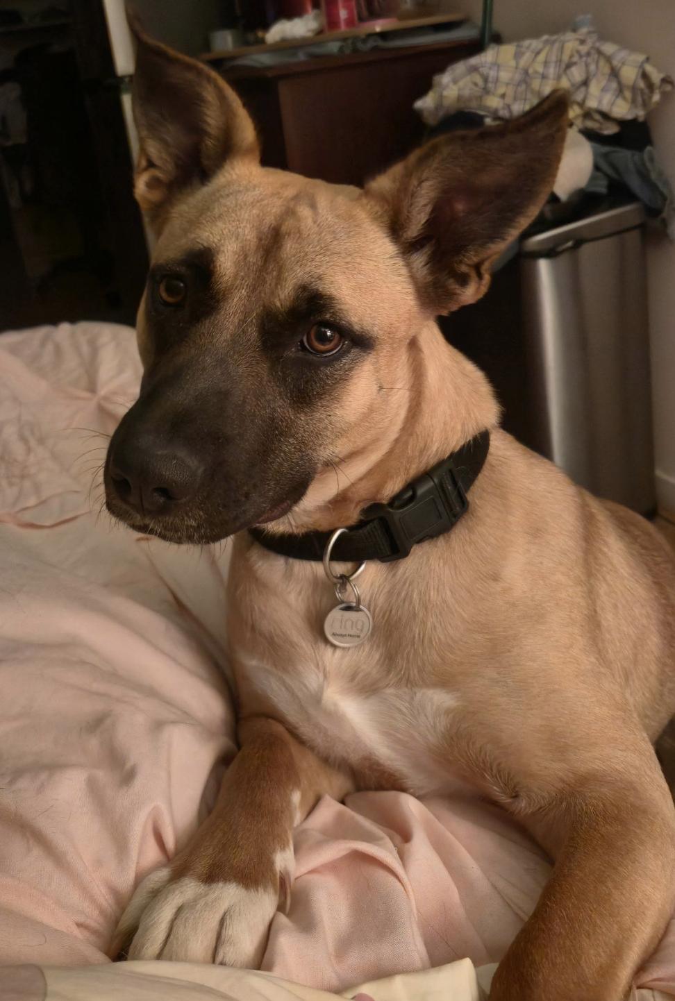 Enlarge Honeybee, a ADOPTABLE mixed breed in Jxn, MS image 4/5