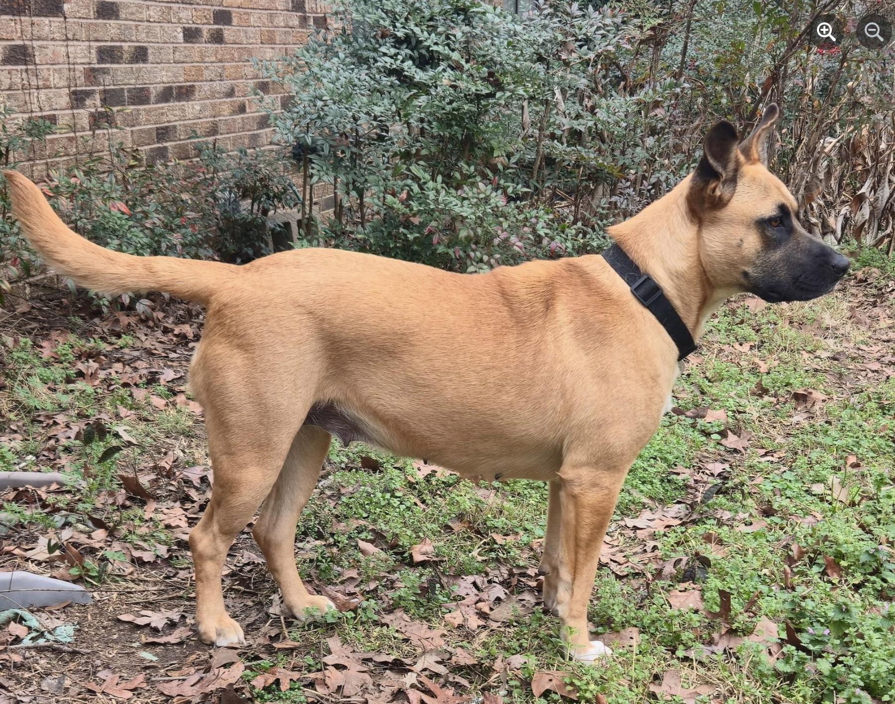 Enlarge Honeybee, a ADOPTABLE mixed breed in Jxn, MS image 5/5