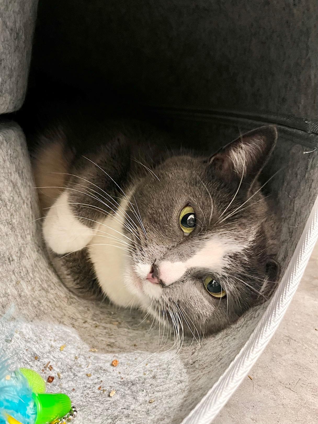 Ms. Paw Paw, a ADOPTABLE Domestic Short Hair in Boise, ID image 4/5