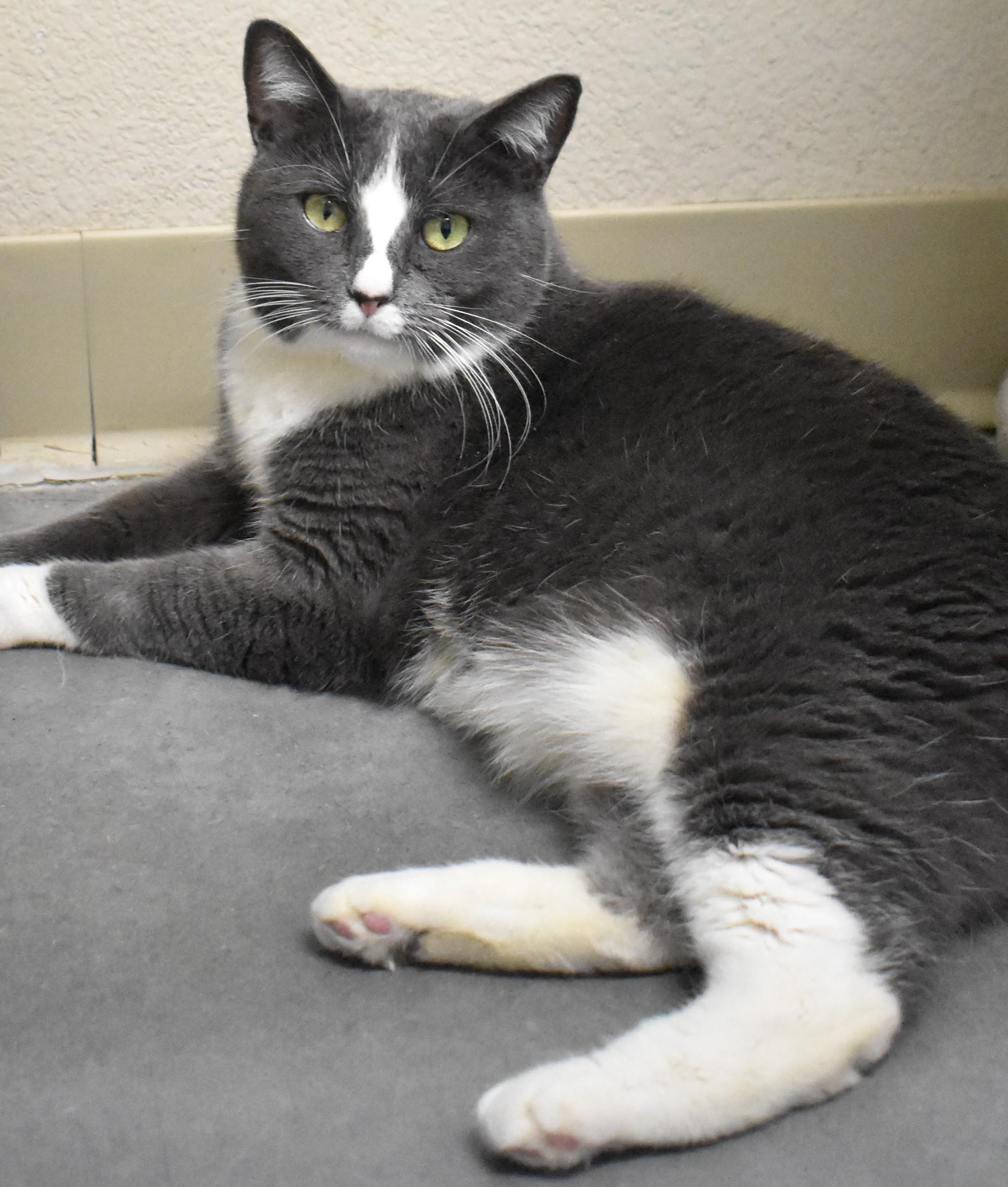 Ms. Paw Paw, a ADOPTABLE Domestic Short Hair in Boise, ID image 2/5