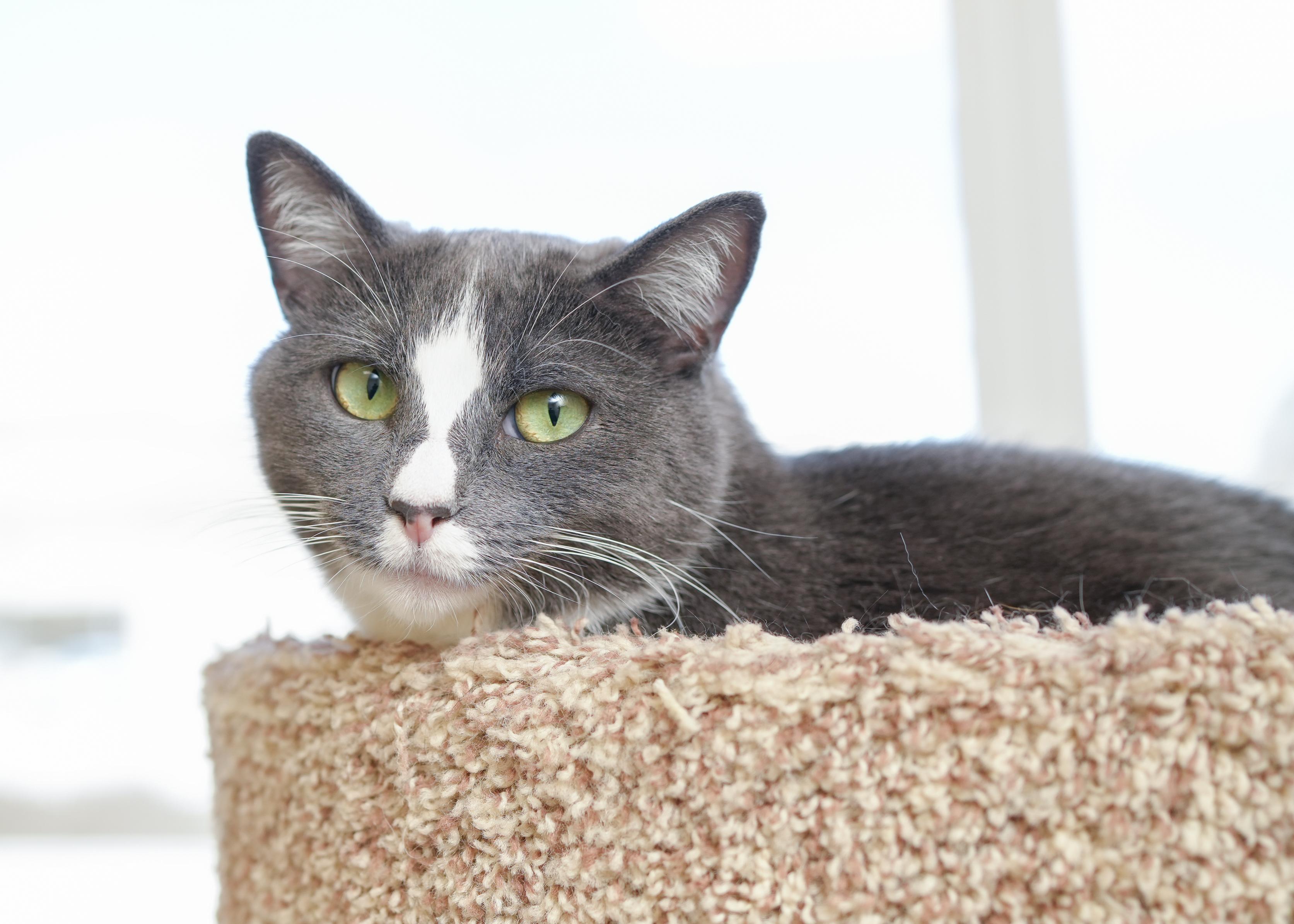 Enlarge Ms. Paw Paw, a ADOPTABLE Domestic Short Hair in Boise, ID image 6/6