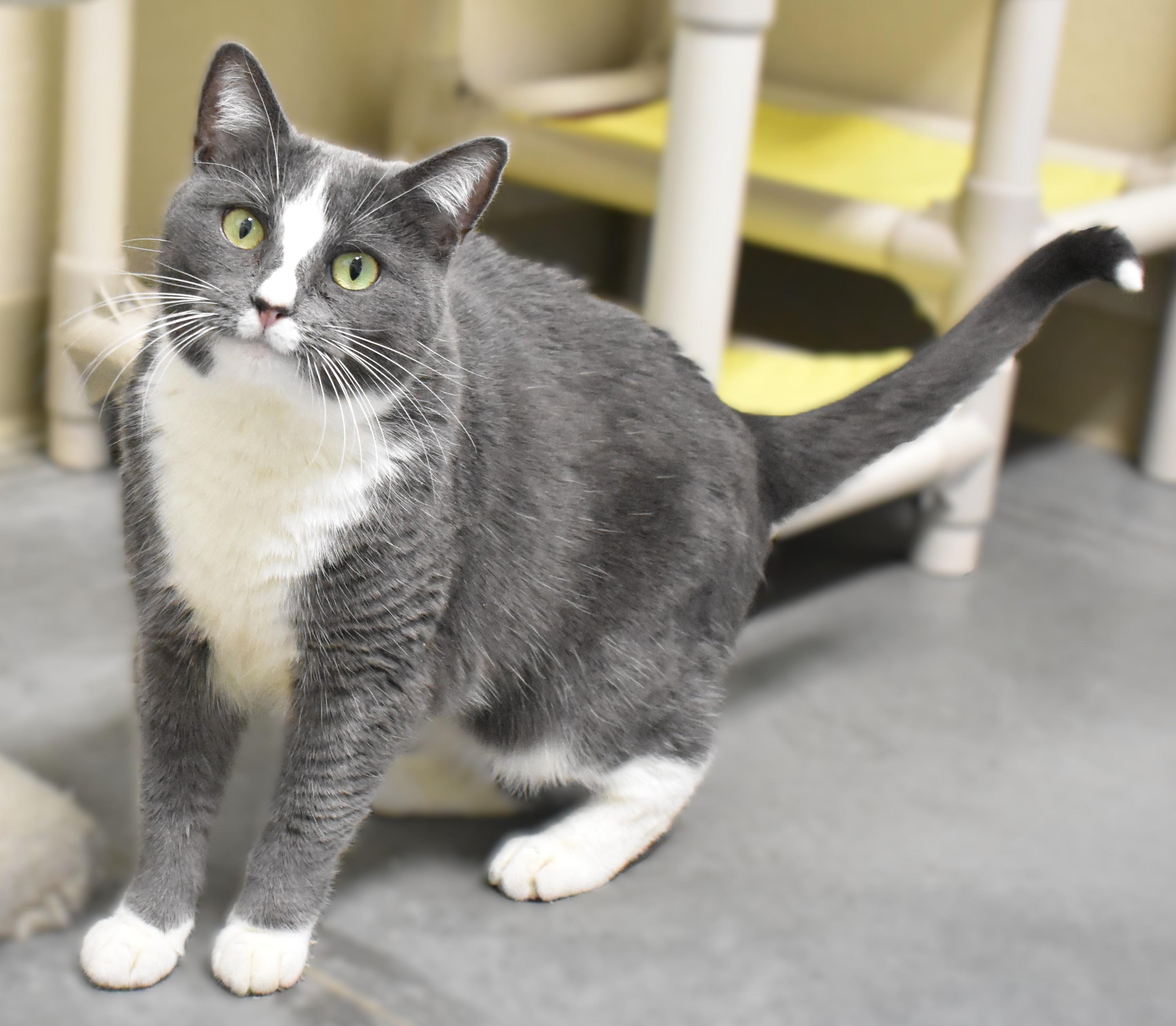 Ms. Paw Paw, a ADOPTABLE Domestic Short Hair in Boise, ID image 1/5