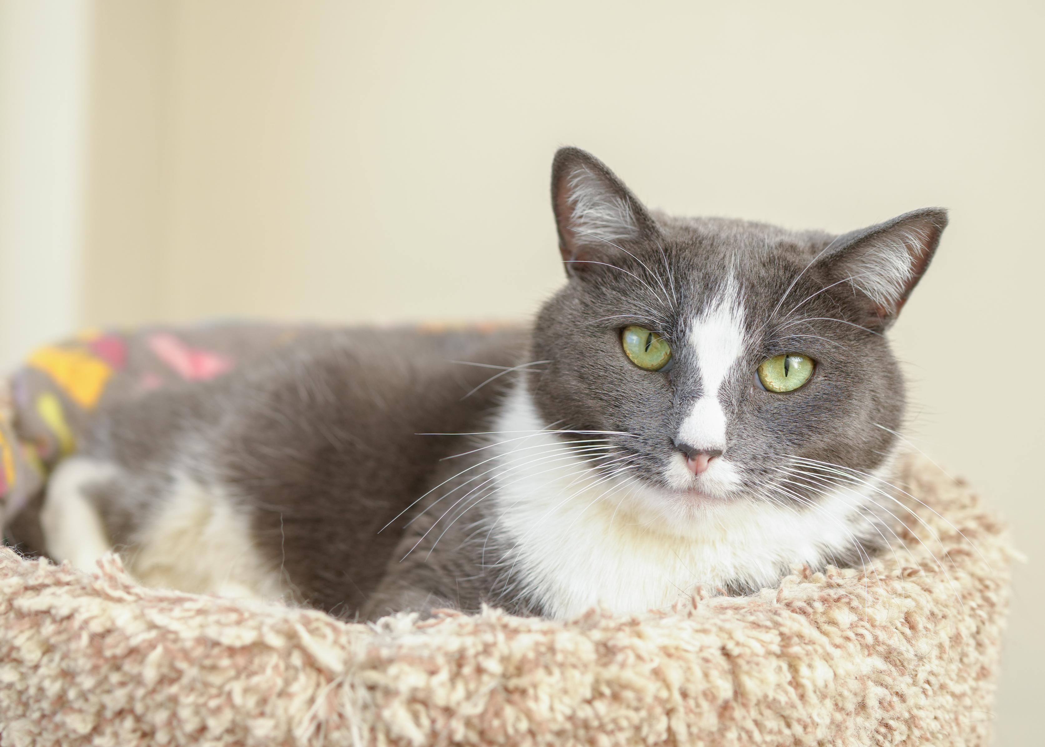 Enlarge Ms. Paw Paw, a ADOPTABLE Domestic Short Hair in Boise, ID image 1/6