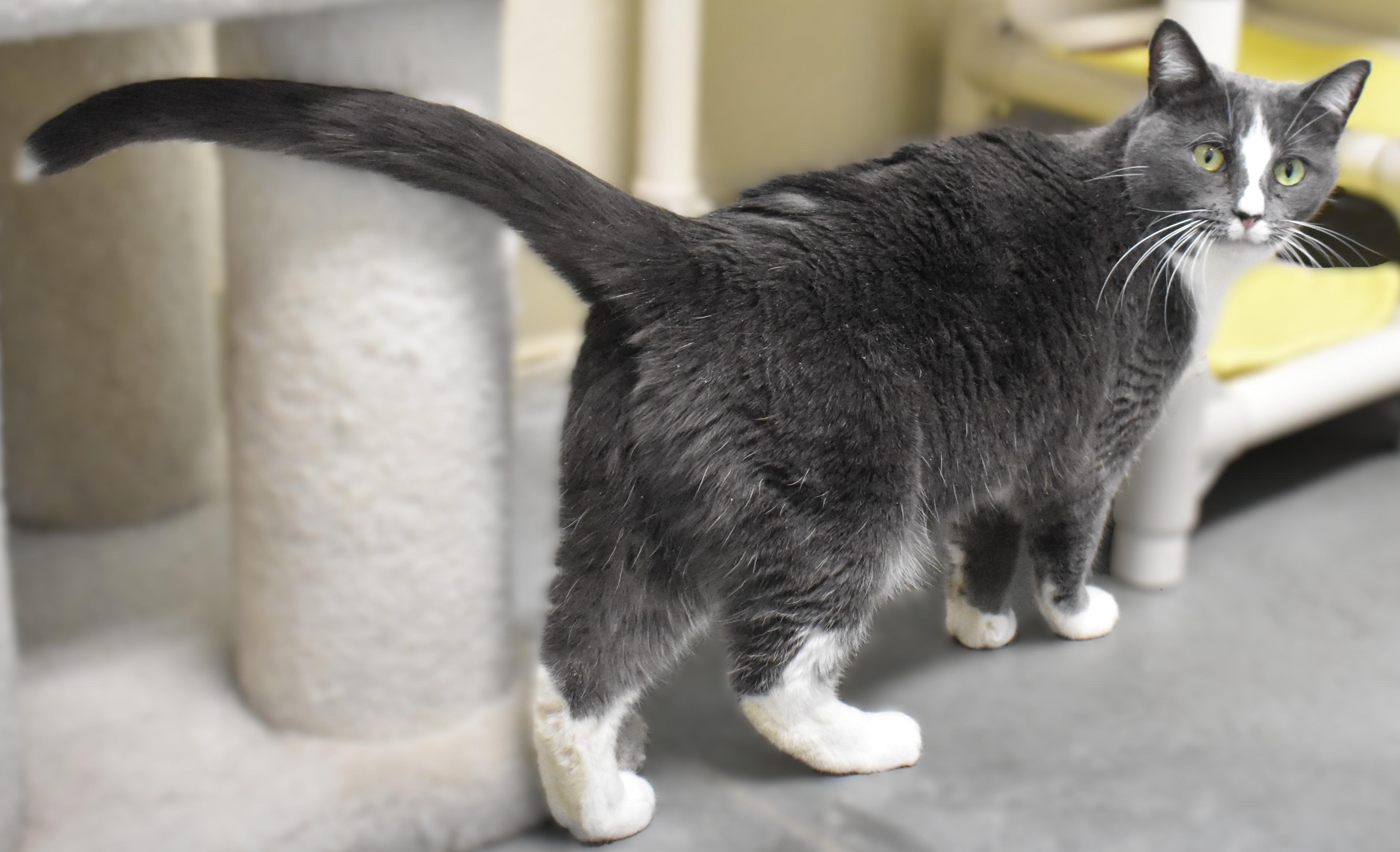 Ms. Paw Paw, a ADOPTABLE Domestic Short Hair in Boise, ID image 3/5