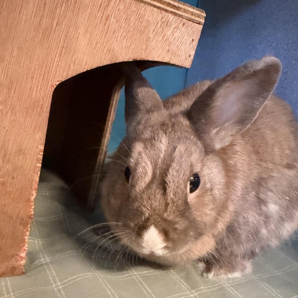 Enlarge Dill, a Adoptable Netherland Dwarf in Quakertown, PA image 1/1
