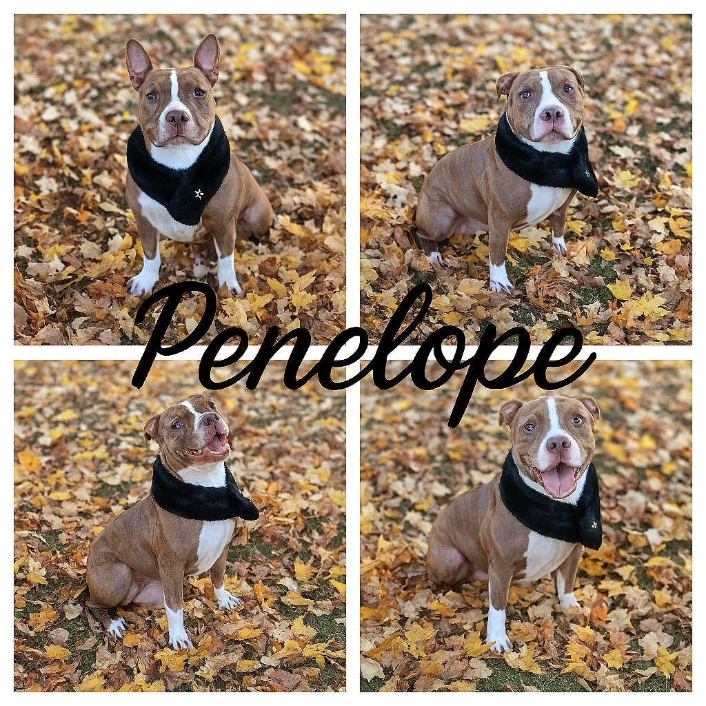 Penelope, adopted, Adult Female American Staffordshire Terrier & Staffordshire Bull Terrier.
