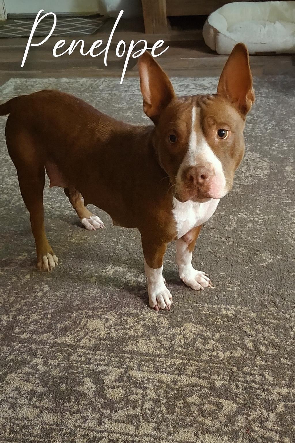Penelope, an adopted mixed breed in Bolivar, TN image 2/3