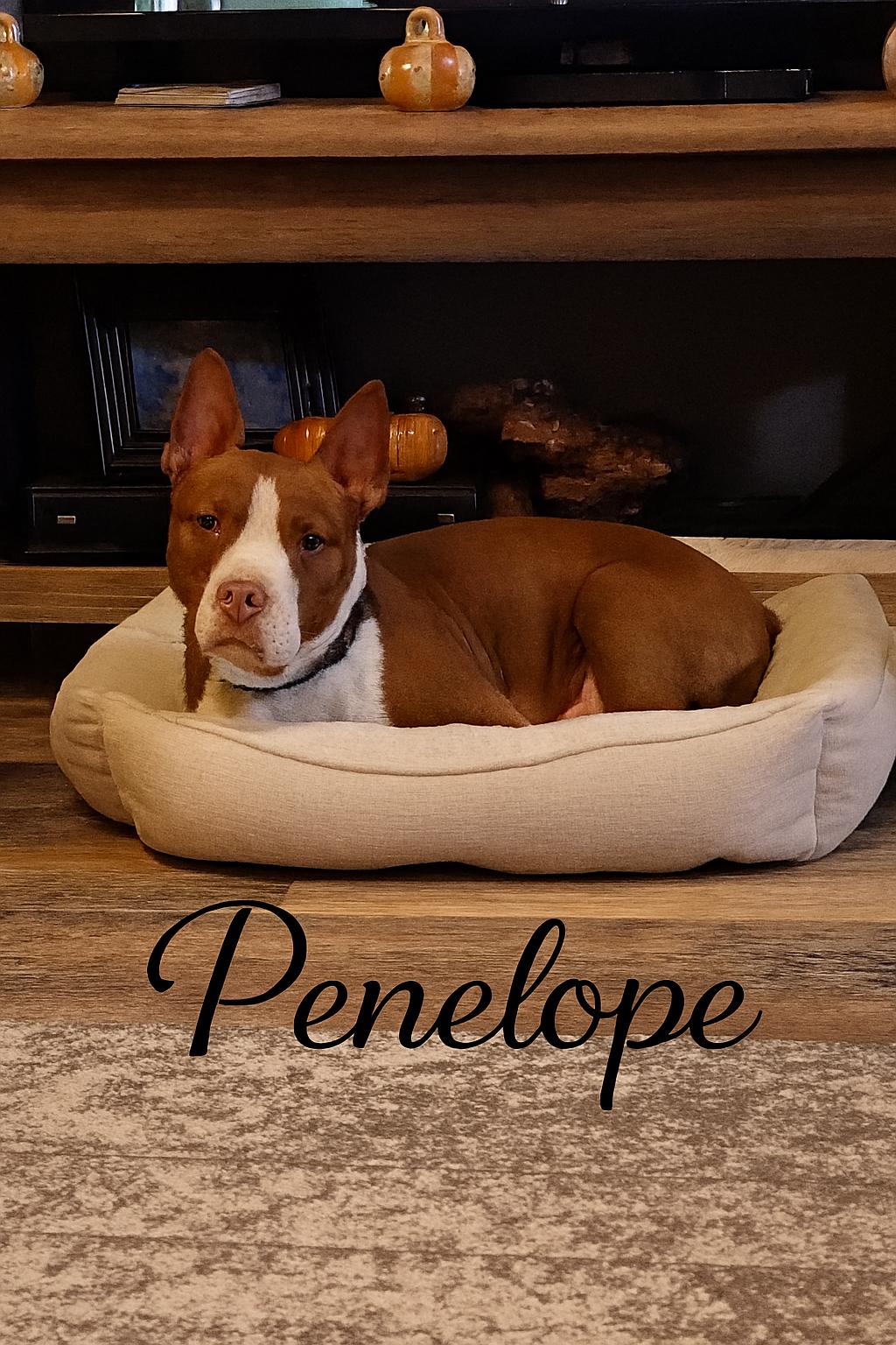 Penelope, an adopted mixed breed in Bolivar, TN image 3/3