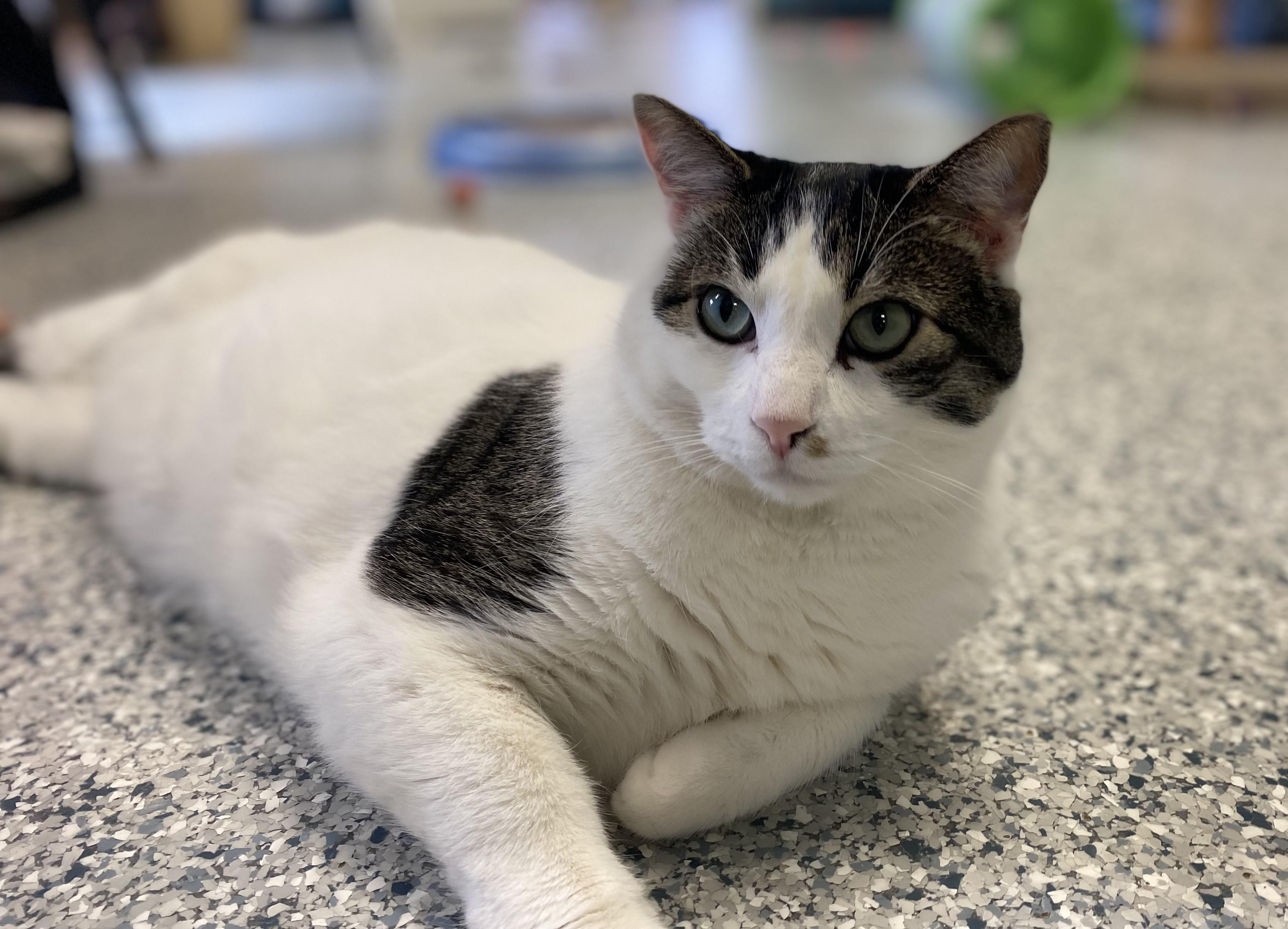 Enlarge Skipper, a Adoptable Tabby in Pierre, SD image 1/1