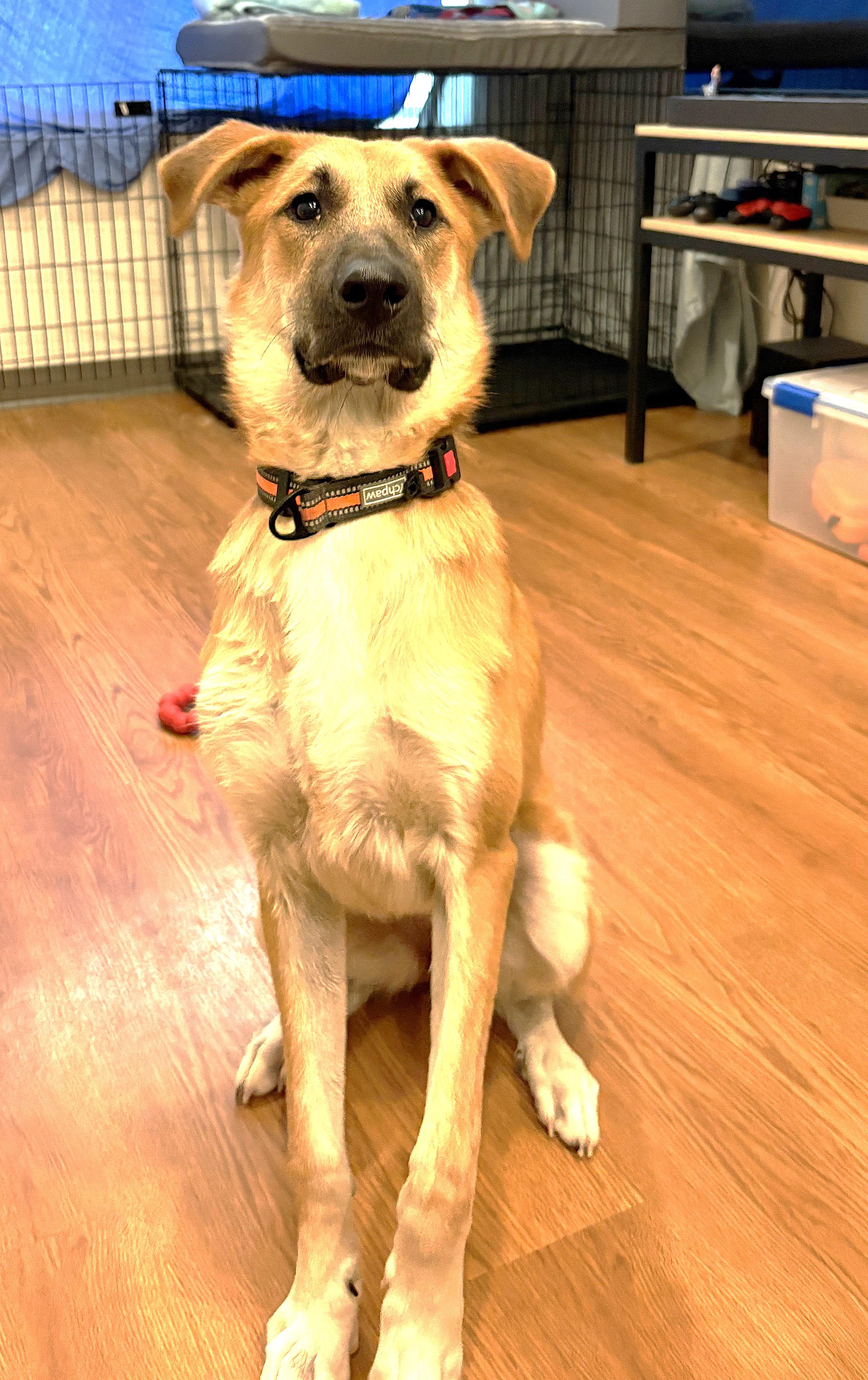 Enlarge VALERIE, a Adopted mixed breed in Olympia, WA image 5/6