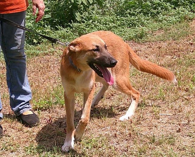 Enlarge VALERIE, a Adoptable mixed breed in Olympia, WA image 2/6