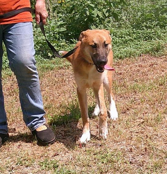 Enlarge VALERIE, a Adoptable mixed breed in Olympia, WA image 4/6