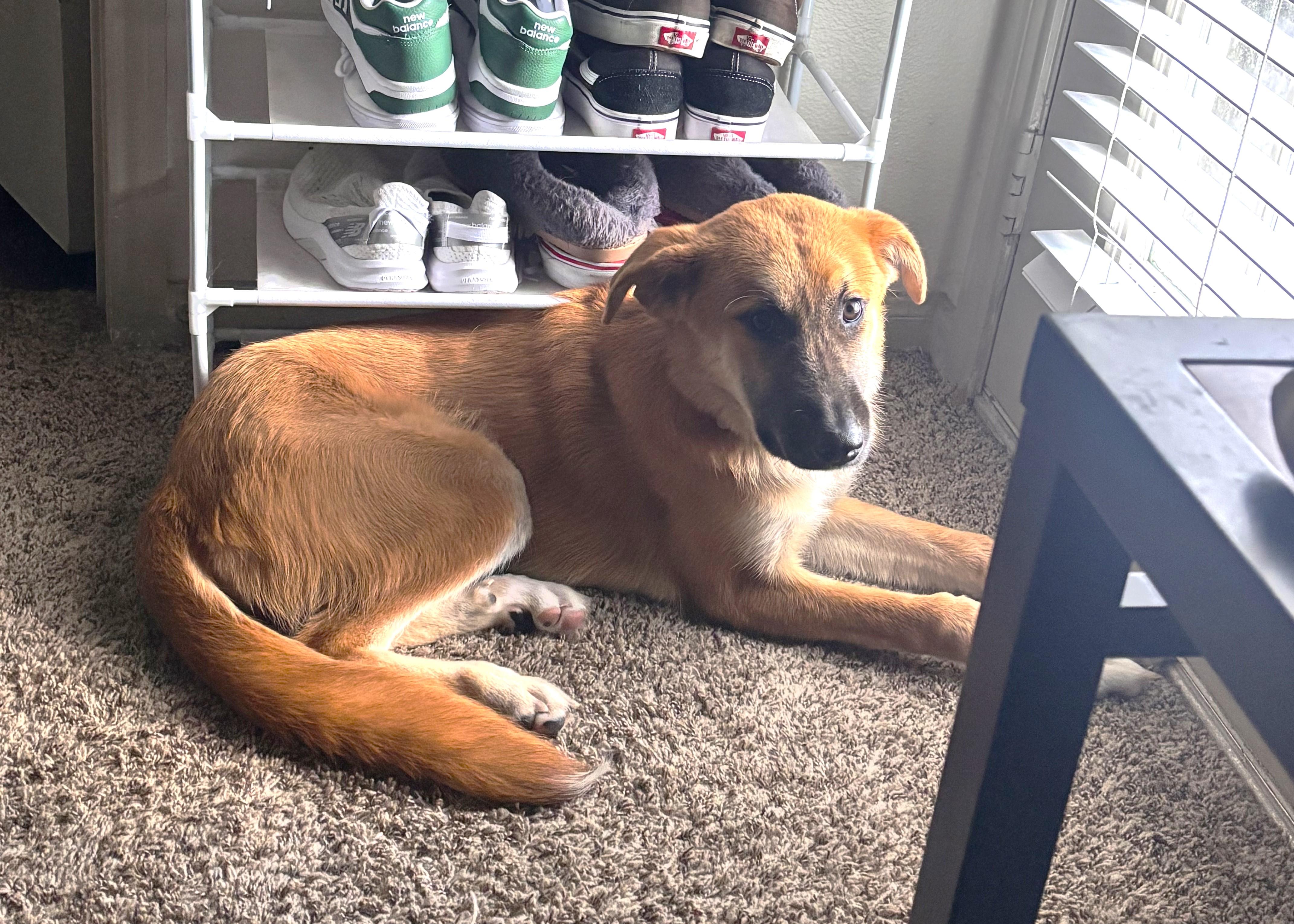 VALERIE, Adoptable, Young Female Anatolian Shepherd & Golden Retriever.