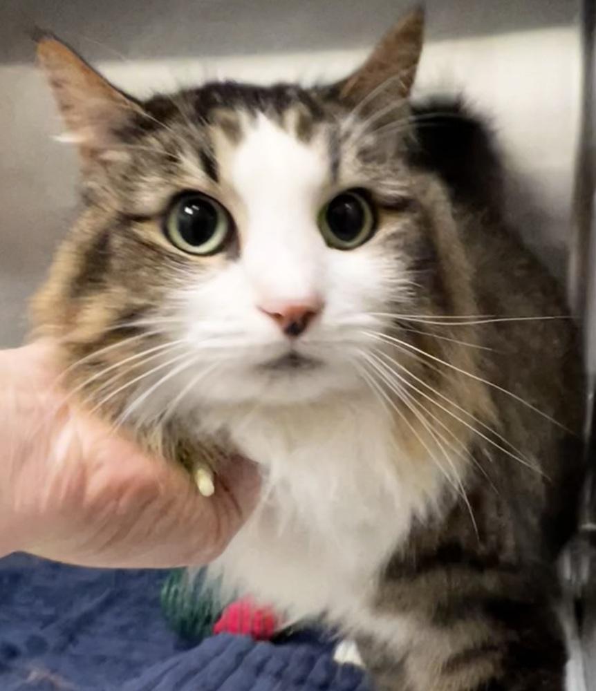 Serina, Adoptable, Young Female Domestic Long Hair.