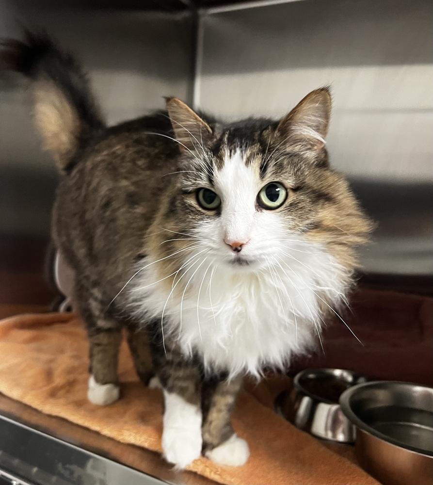 Enlarge Serina, a Adoptable mixed breed in Jamestown, CA image 2/5