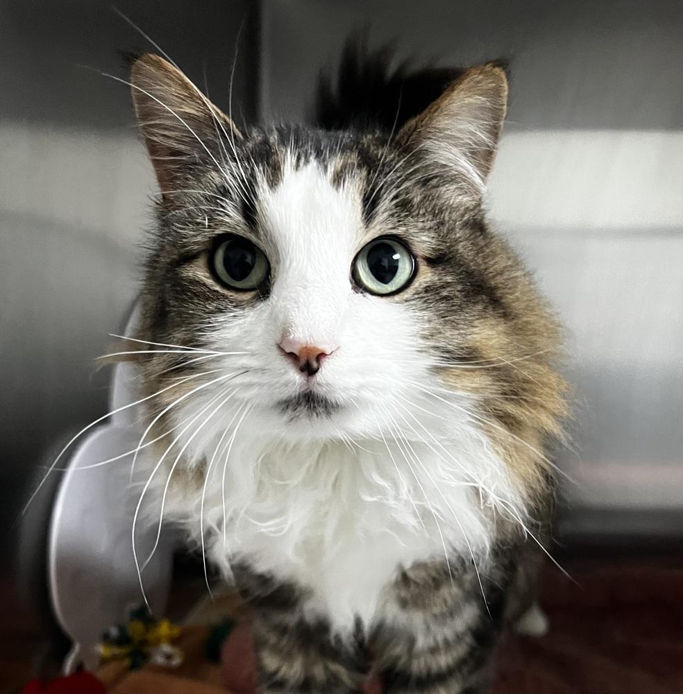 Enlarge Serina, a Adoptable mixed breed in Jamestown, CA image 3/5