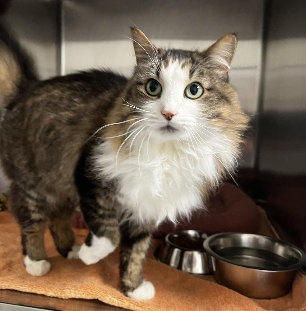 Enlarge Serina, a Adoptable mixed breed in Jamestown, CA image 4/5