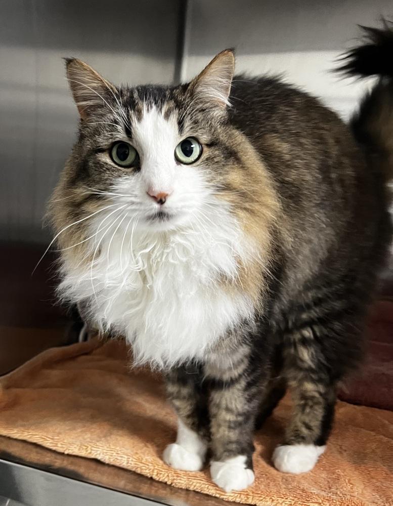 Enlarge Serina, a Adoptable mixed breed in Jamestown, CA image 5/5