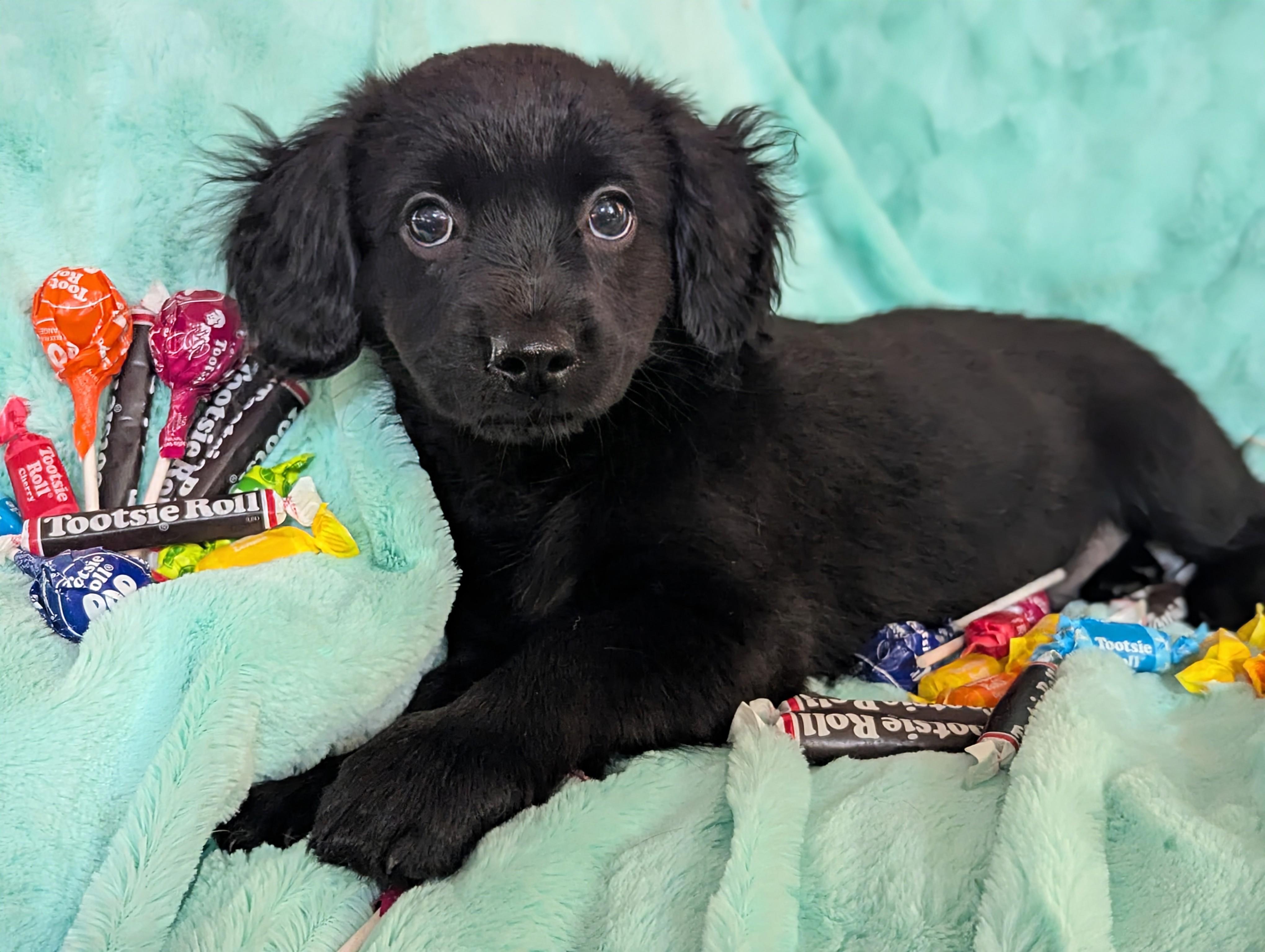 Tootsie Roll, a ADOPTABLE mixed breed in San Jose, CA image 4/4