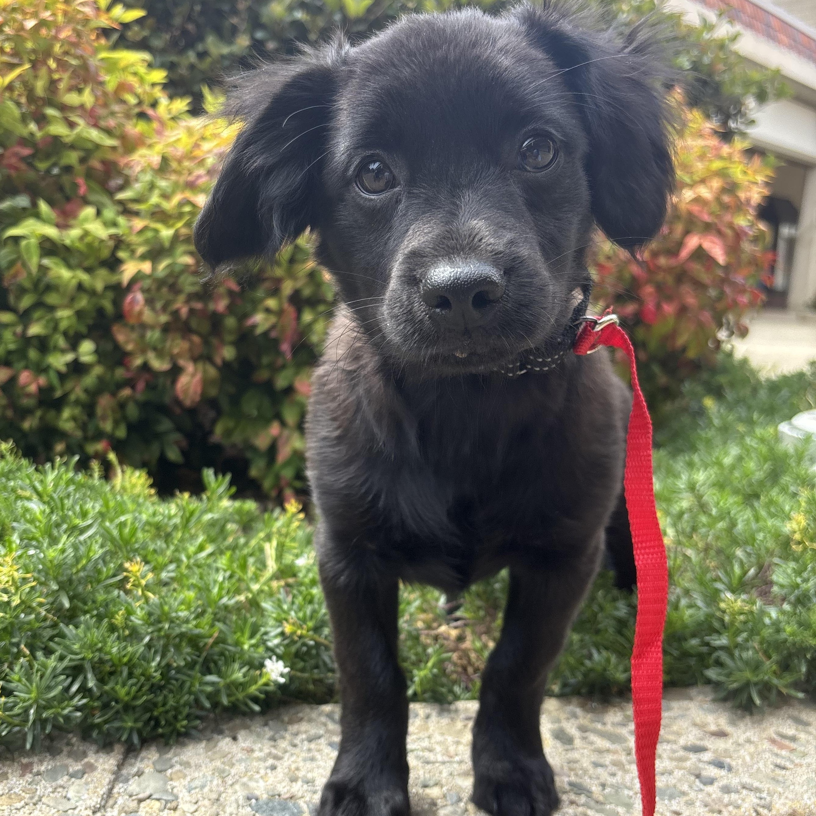 Tootsie Roll, ADOPTABLE, Puppy Male Chihuahua.