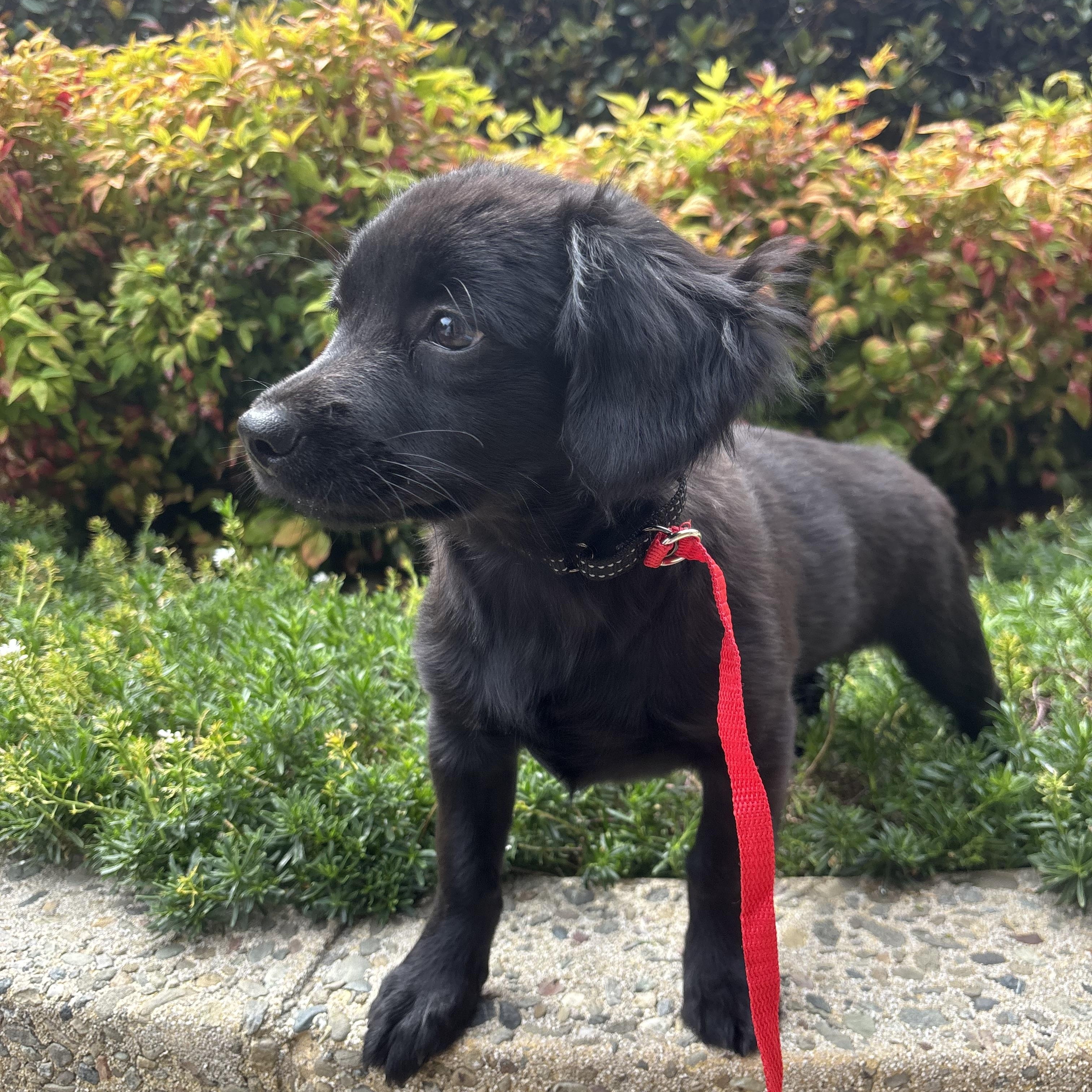 Tootsie Roll, a ADOPTABLE mixed breed in San Jose, CA image 3/4