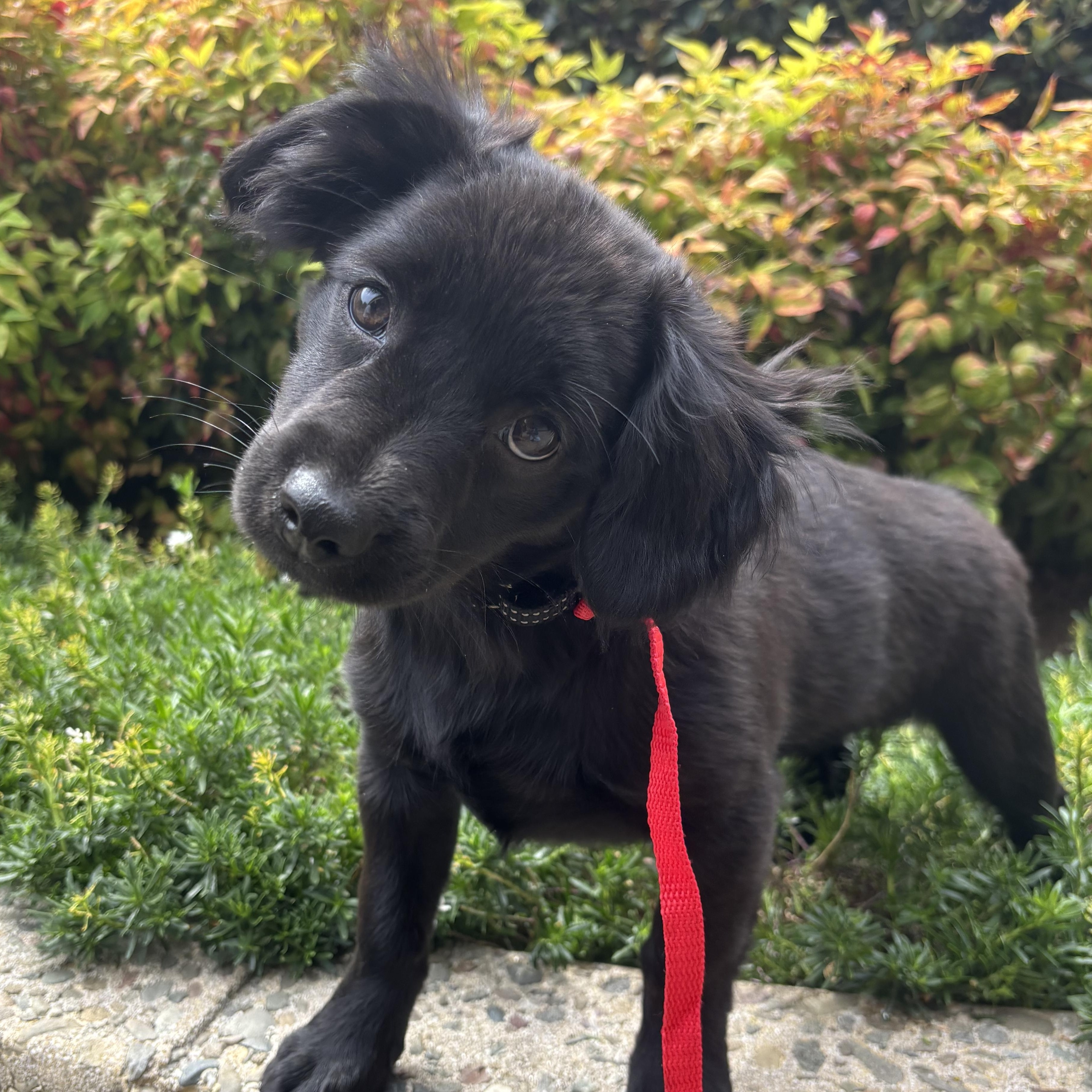 Tootsie Roll, a ADOPTABLE mixed breed in San Jose, CA image 2/4