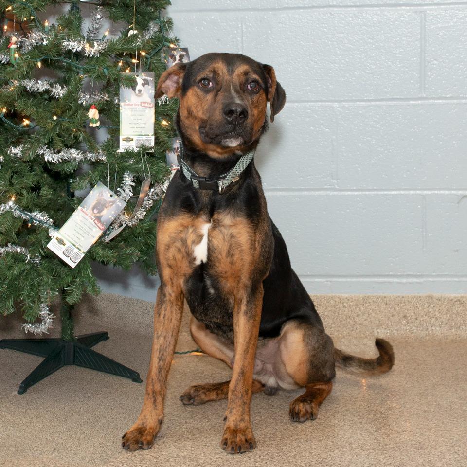 Capone, Adoptable, Young Male Pit Bull Terrier.