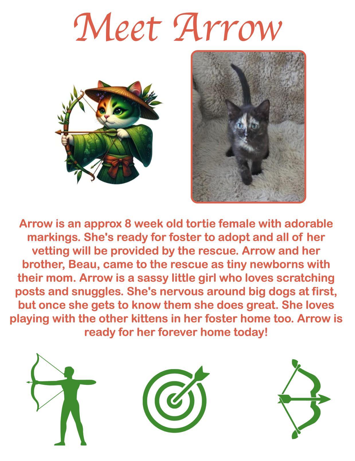 Arrow, an adoptable Domestic Short Hair in Clovis, NM, 88101 | Photo Image 1