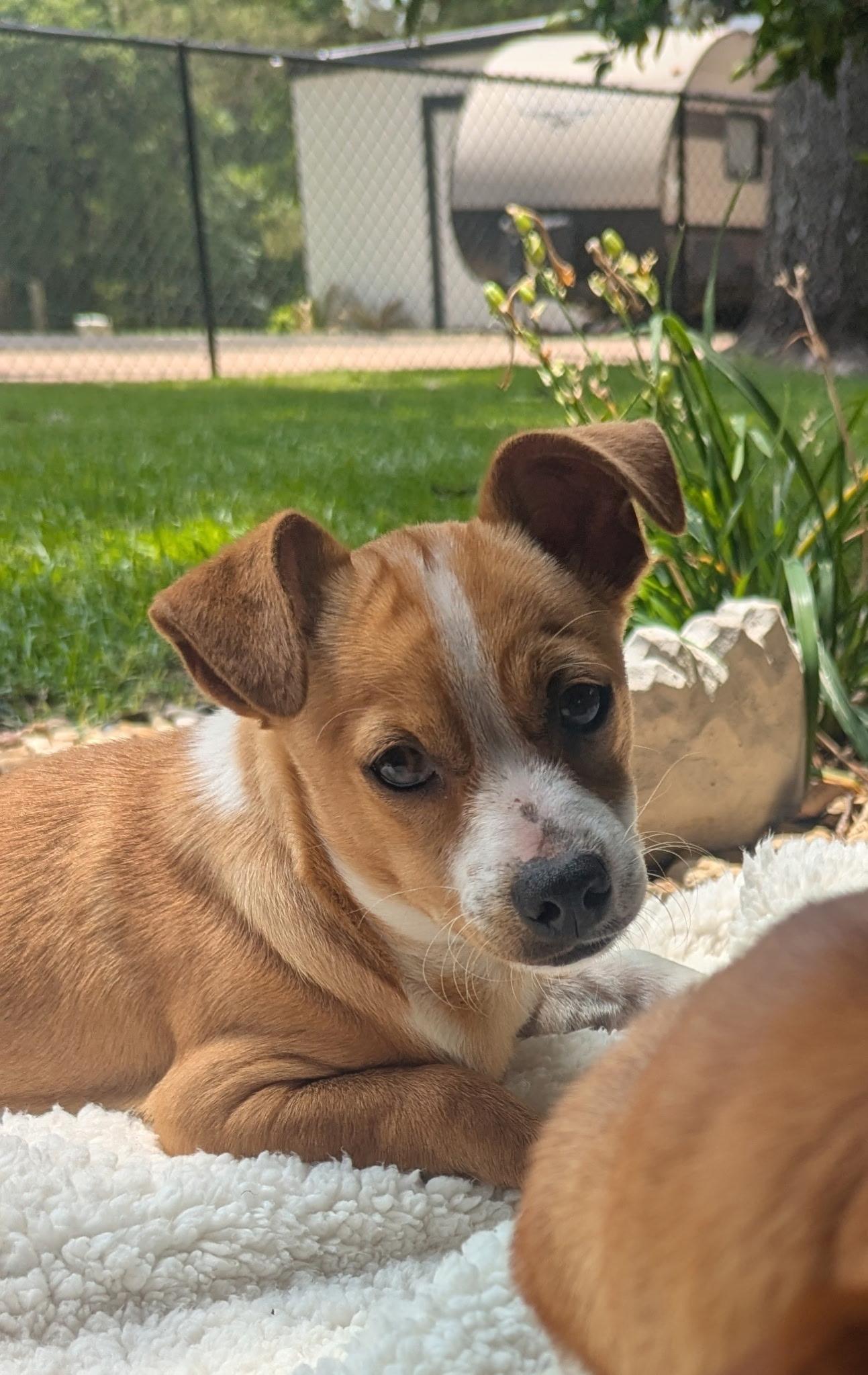 Copper & Butterscotch , a ADOPTABLE mixed breed in Fort Worth, TX image 6/6