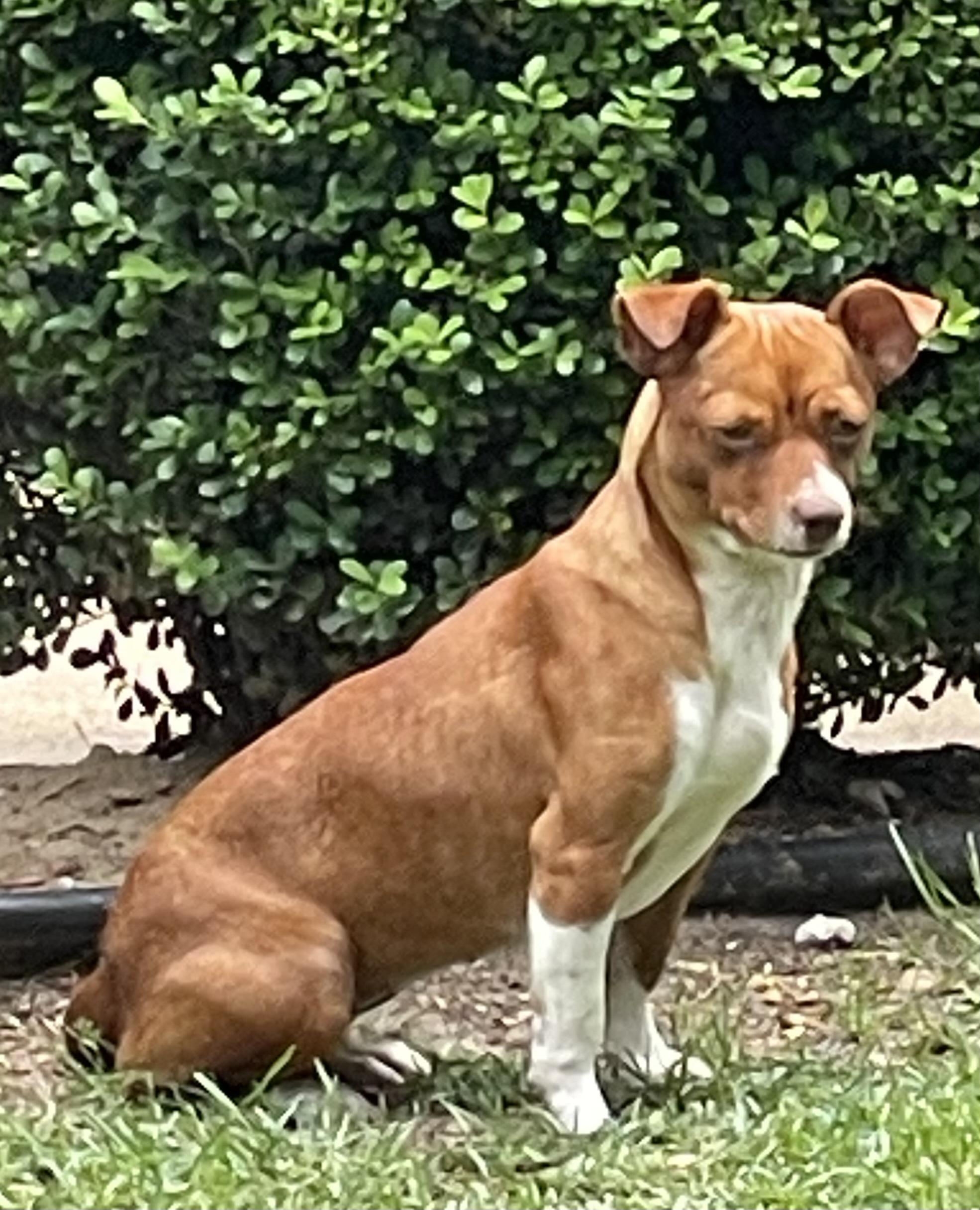 Copper & Butterscotch , ADOPTABLE, Young Female Terrier & Chihuahua.