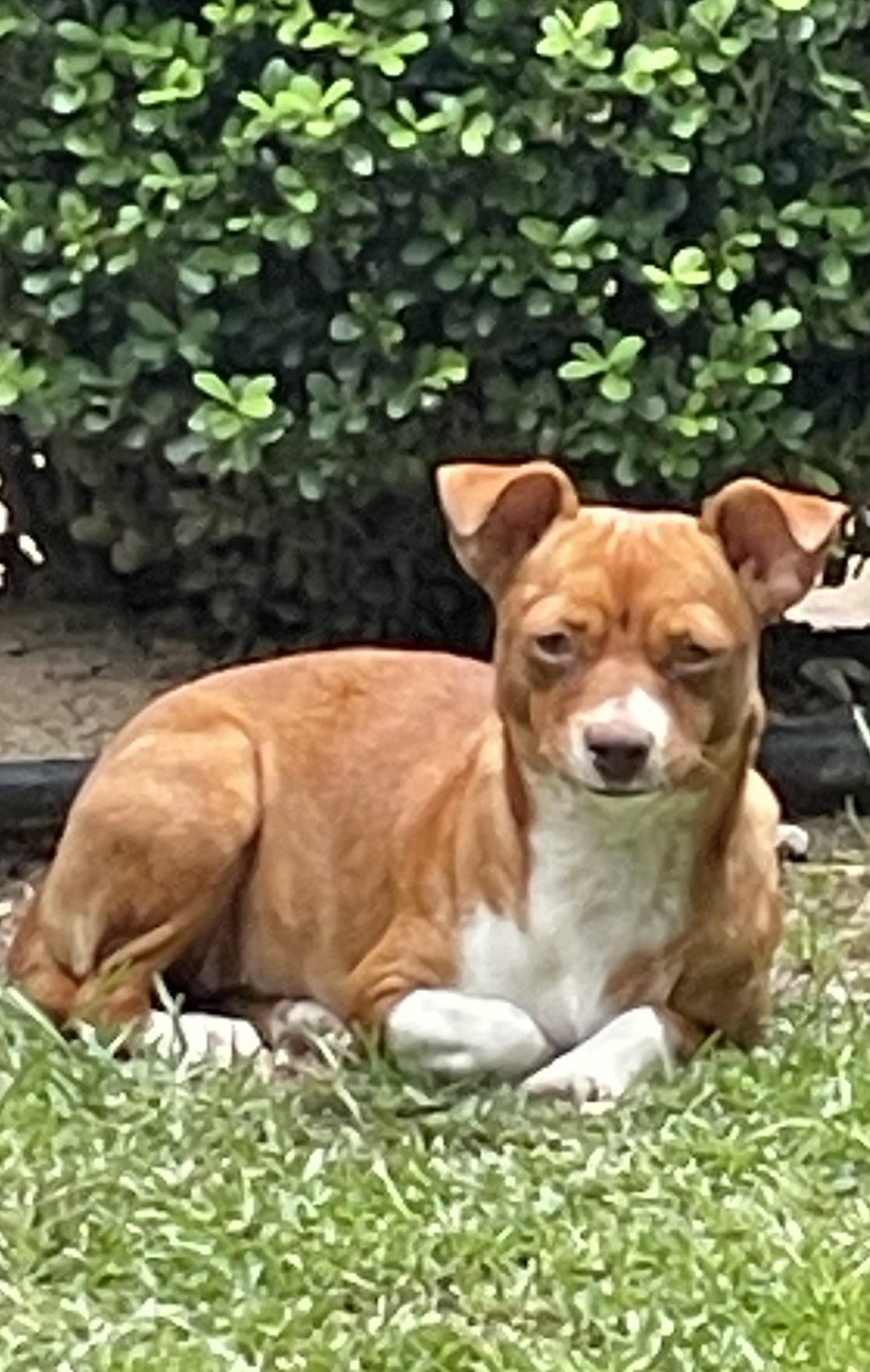 Copper & Butterscotch , a ADOPTABLE mixed breed in Fort Worth, TX image 5/6