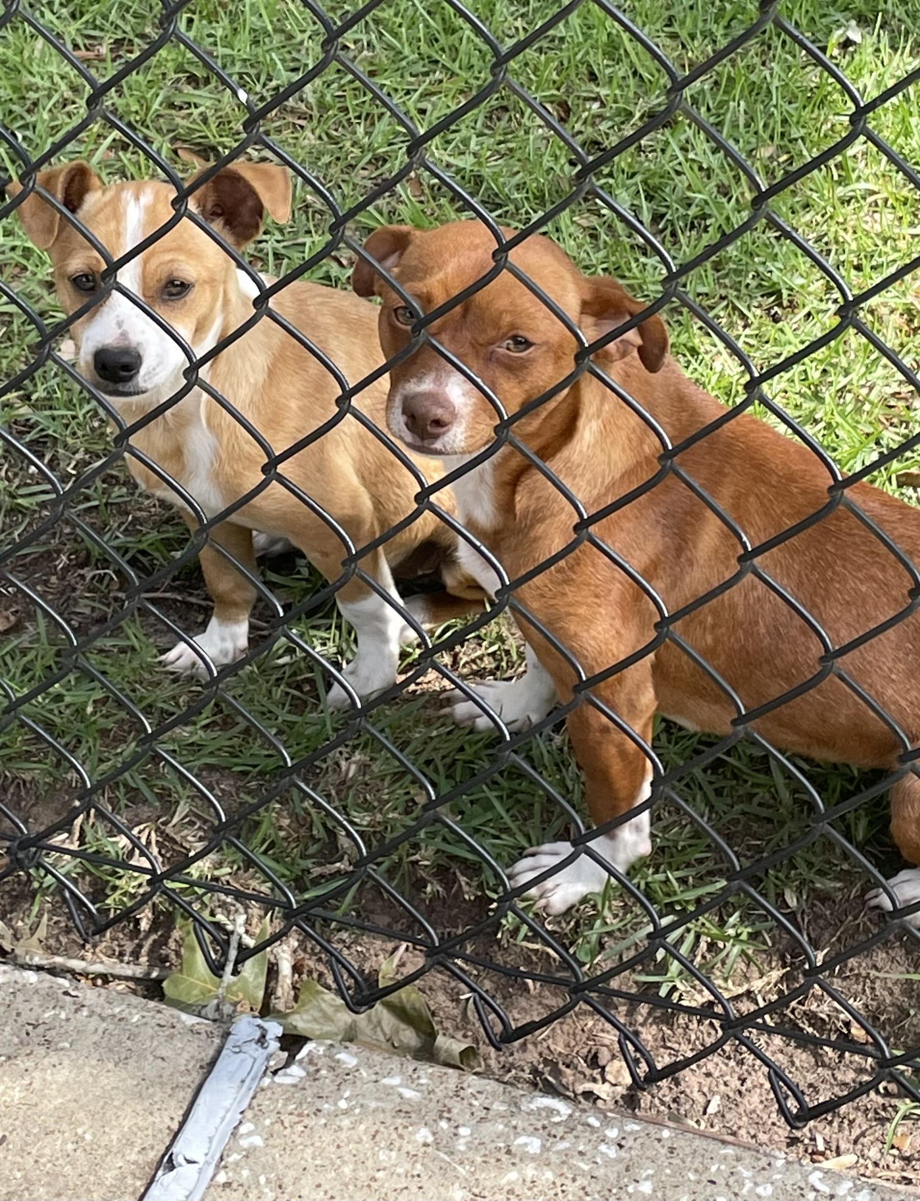 Copper & Butterscotch , a ADOPTABLE mixed breed in Fort Worth, TX image 2/6