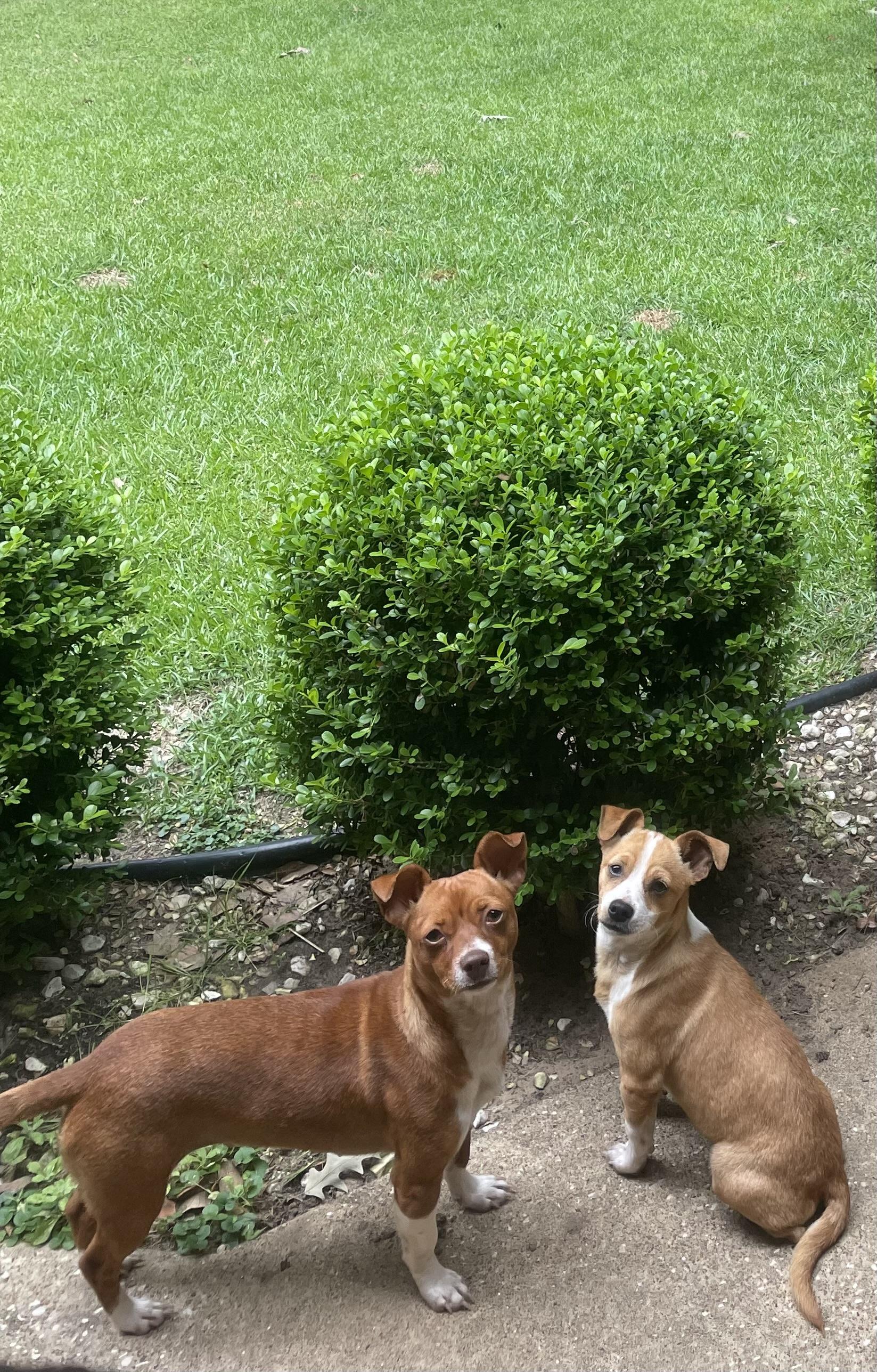 Copper & Butterscotch , a ADOPTABLE mixed breed in Fort Worth, TX image 3/6