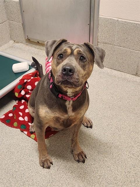MADEA, Adoptable, Adult Female Pit Bull Terrier & Mixed Breed.
