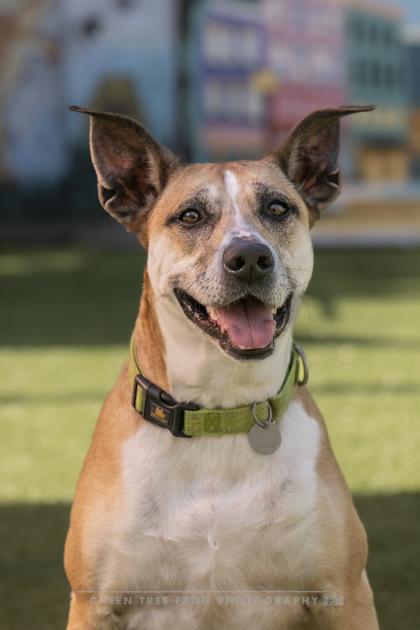 Frasier, Adoptable, Adult Male Mixed Breed & Mixed Breed.