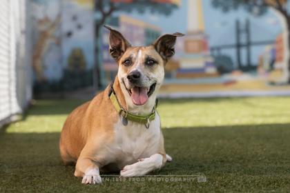 Enlarge Frasier, a Adoptable mixed breed in Savannah, GA image 2/3