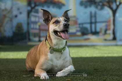 Enlarge Frasier, a Adoptable mixed breed in Savannah, GA image 3/3