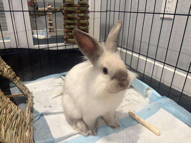 MARSHY, Adoptable, Baby Male Bunny Rabbit.
