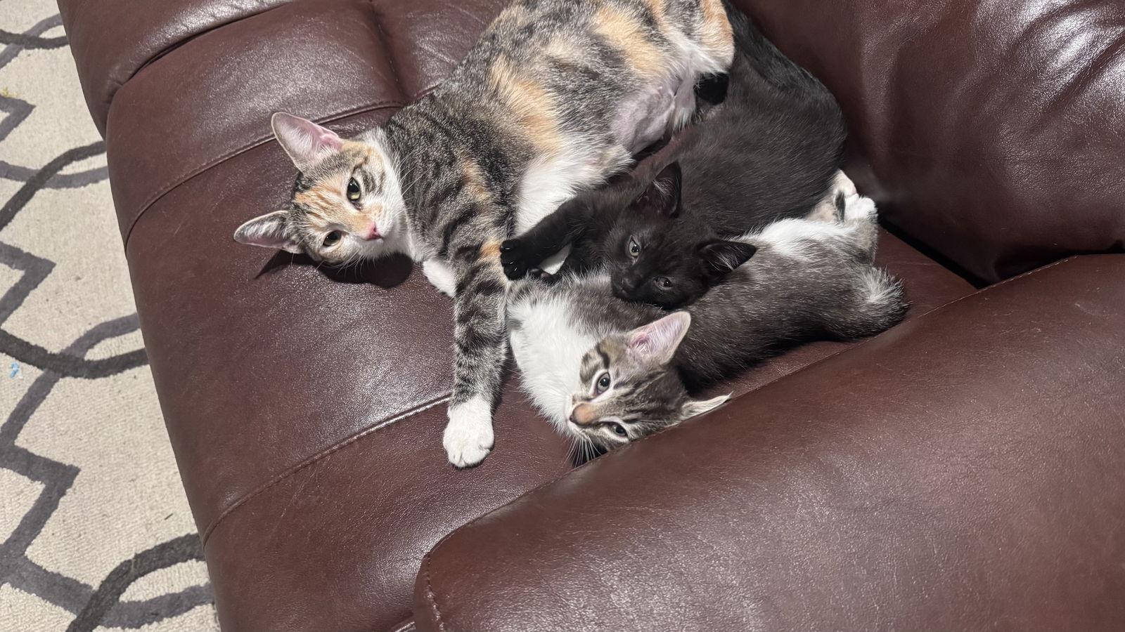 Kat Timpf thumbnail 2