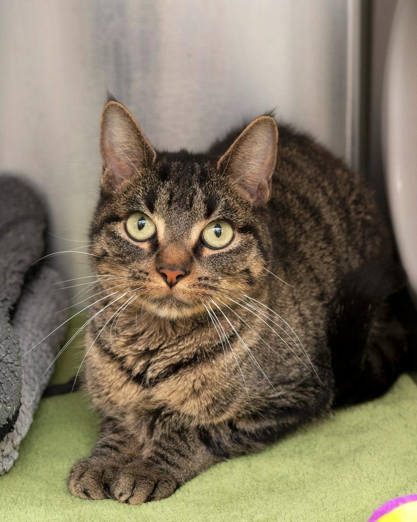 Landon, Adoptable, Young Female Domestic Short Hair.