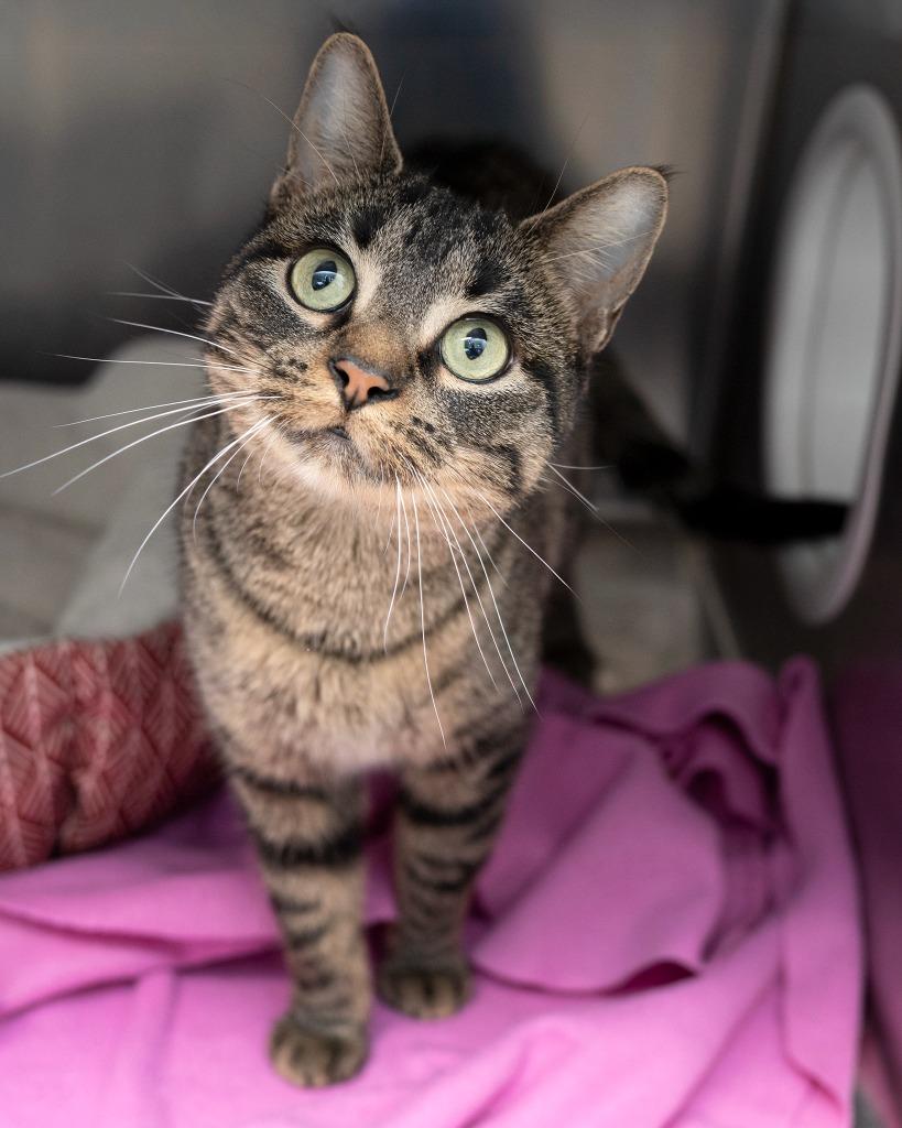 Enlarge Landon, a Adoptable mixed breed in Boone, IA image 2/2