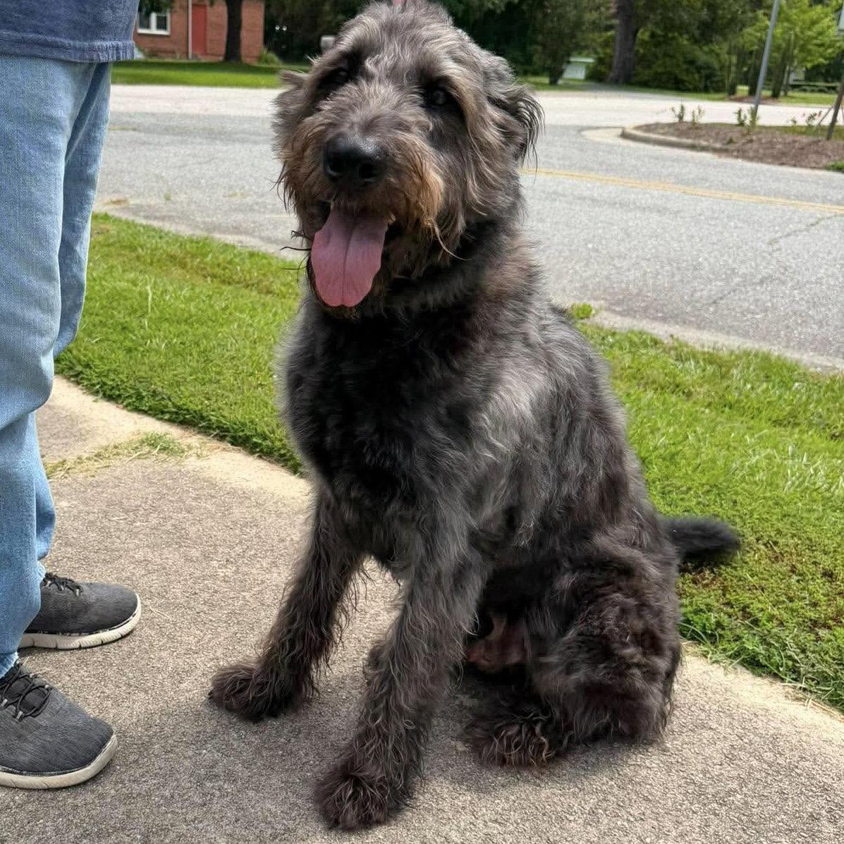 Enlarge Zeke, a Adoptable mixed breed in Fremont, NC image 1/3