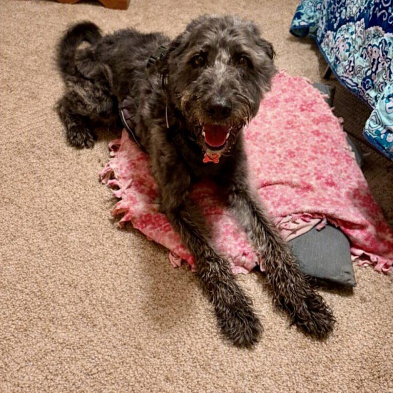 Zeke, Adoptable, Adult Male Sheep Dog & Standard Poodle.